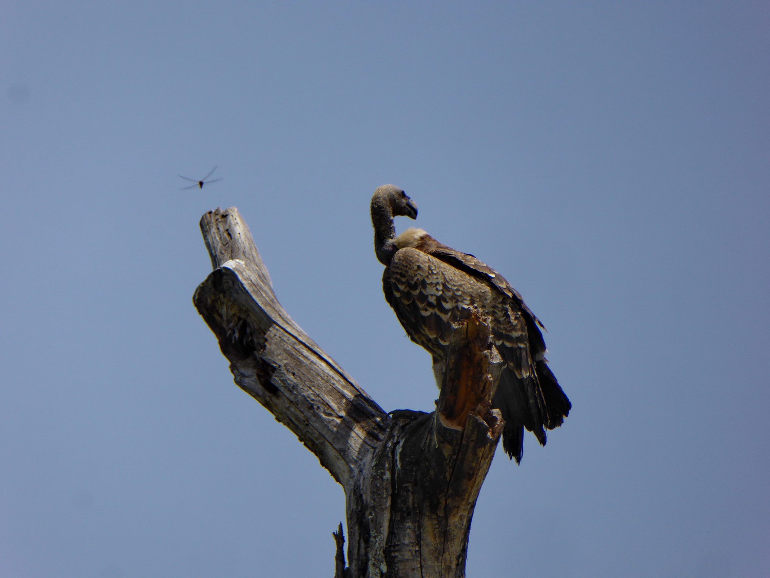 Vulture with dragonfly